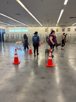 Dog Training Programs - Club K9 Dog Training Programs - Club K9