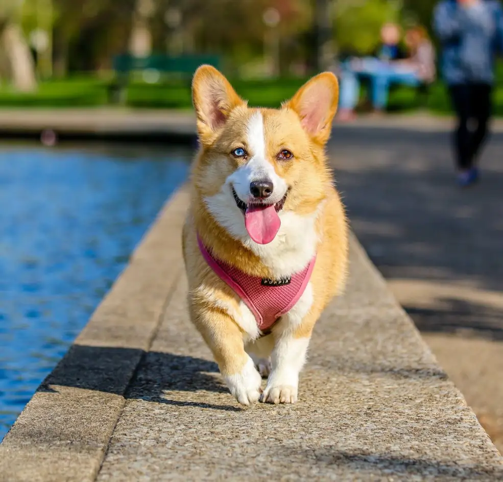 Corgi walking towards the camera
