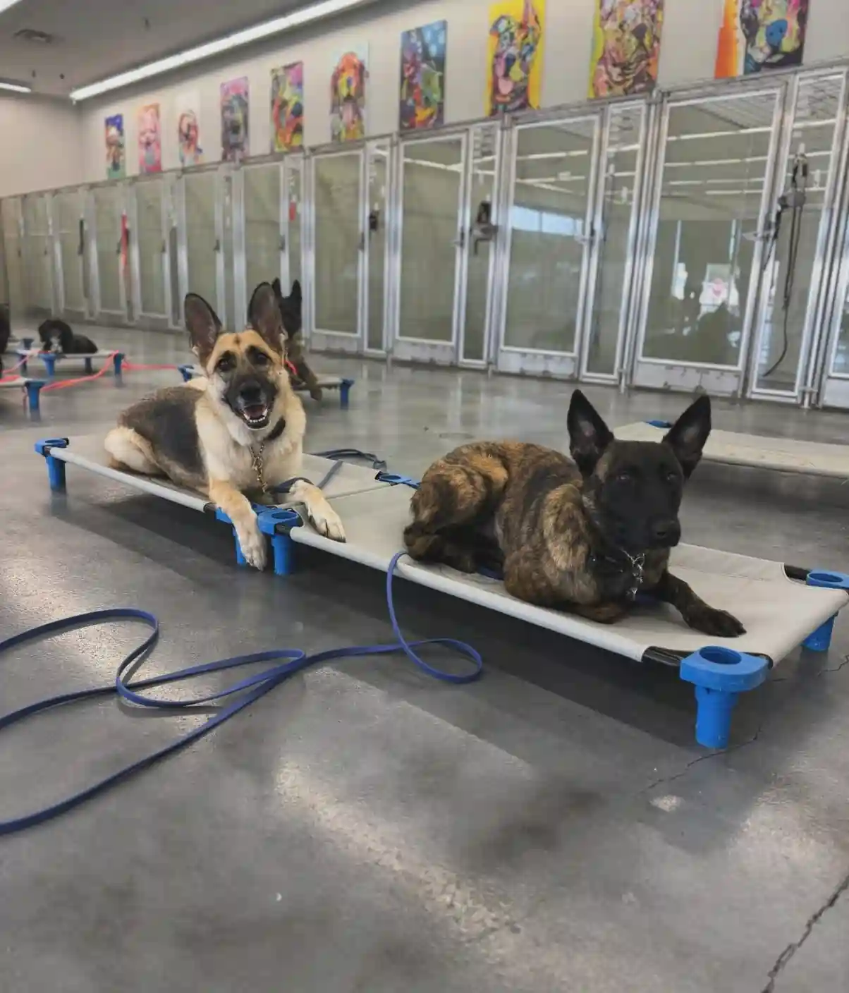 2 dogs laying and relaxing